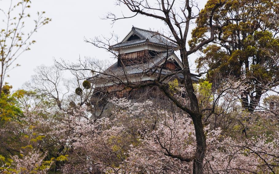 Kumamoto Castle and cherry blossom trees